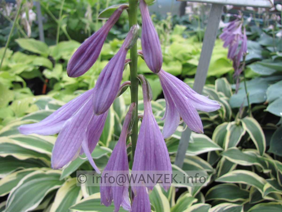 Hosta plantaginea So Sweet Bluete.JPG